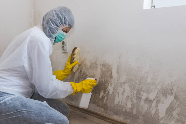 Best Crawl Space Mold Remediation  in Humboldt Hill, CA
