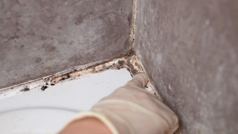 Best Airborne Mold Testing  in Humboldt Hill, CA