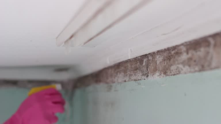 Best Real Estate Mold Inspection  in Humboldt Hill, CA