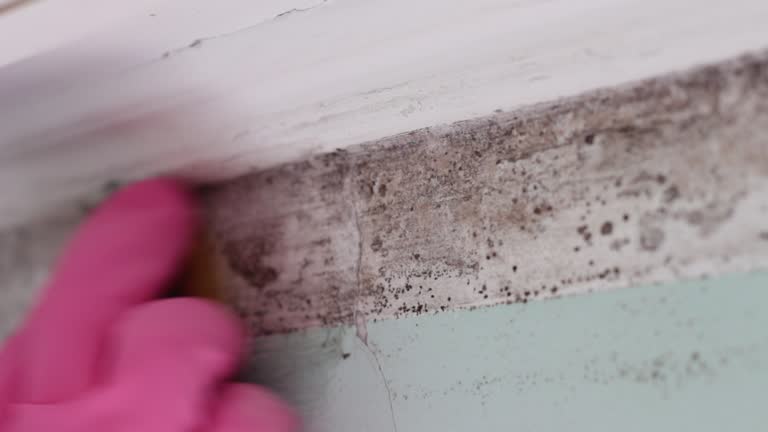 Best Mold Documentation for Insurance Claims  in Humboldt Hill, CA